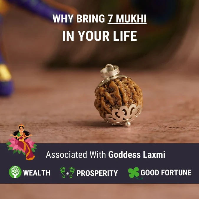 7 Mukhi Lab-Tested Nepali Rudraksha | Free 5 Mukhi Rudraksha Bracelet