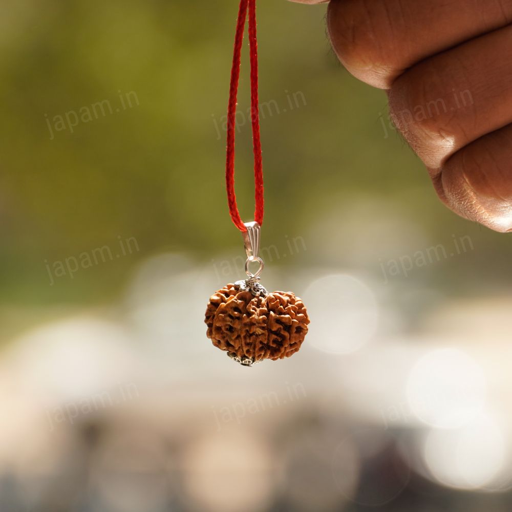 12 Mukhi Nepali Rudraksha - Baarah Mukhi