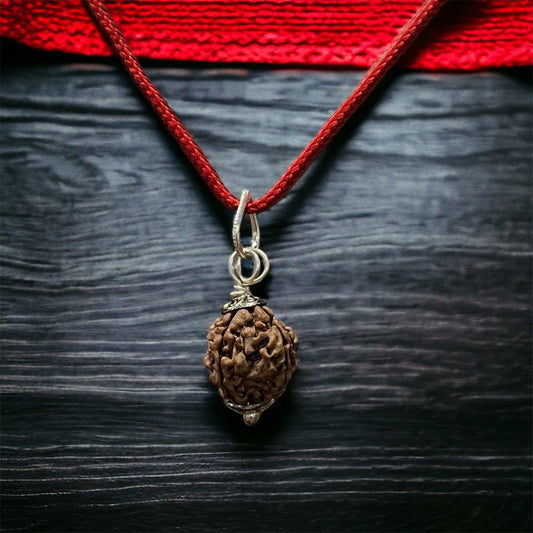 4 Mukhi Nepali Rudraksha - Chaar Mukhi