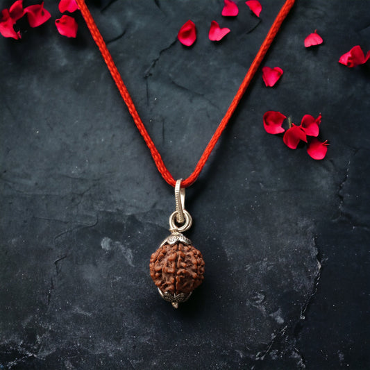 7 Mukhi Rudraksha - Original