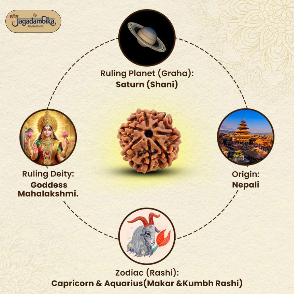 7 Mukhi Lab-Tested Nepali Rudraksha | Free 5 Mukhi Rudraksha Bracelet
